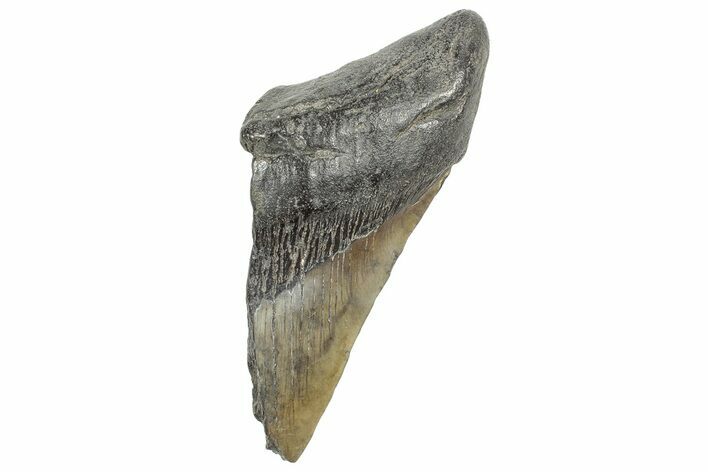 Partial, Fossil Megalodon Tooth - South Carolina #327721